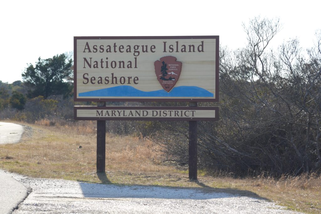 assateague island wedding