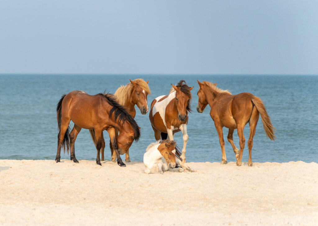 Assateague Island Beach Wedding Ponies